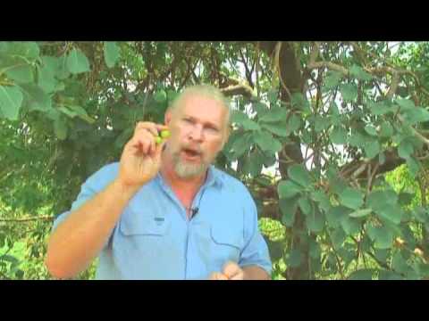 What is a kakadu plum?