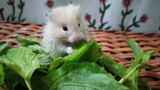 Babies!! Hamster Eating Vegetables cute little hamsters