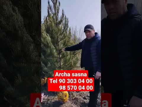 archa kòchatlar