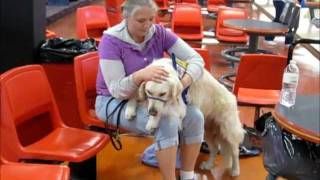 Service Dog Performs a Medical Alert.wmv