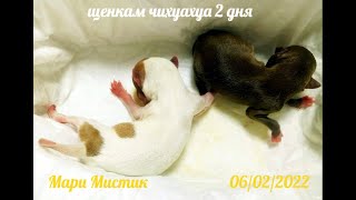 видео: Что ДЕЛАТЬ , если роженица УМЕРЛА и у Вас остались НОВОРОЖДЕННЫЕ щенки ЧИХУАХУА ? Как их выкормить ? картинка: Что ДЕЛАТЬ , если роженица УМЕРЛА и у Вас остались НОВОРОЖДЕННЫЕ щенки ЧИХУАХУА ? Как их выкормить ?