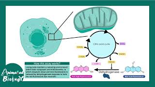 resazurin assay