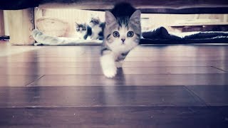 CUTEST Munchkin Kittens Running at the Camera! 🎥🐈
