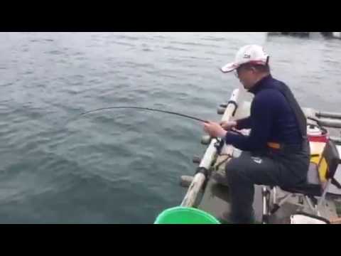 舞鶴筏釣果 舞鶴筏釣果