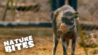 Adorable Warty Pig Wedny's Great Escape from Unwanted Attention | Nature Bites