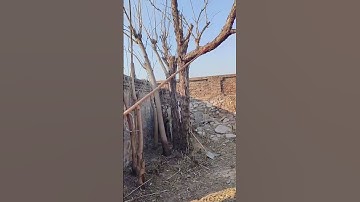 Long handled branch safety cutting knife- Good tools and machinery can increase work efficiency