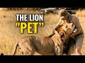 THEY BOUGHT A LION AT A FURNITURE STORE... AND THEN THIS HAPPENED!
