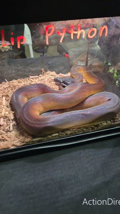 Beautiful Python / Hermoso Pitón - YouTube
