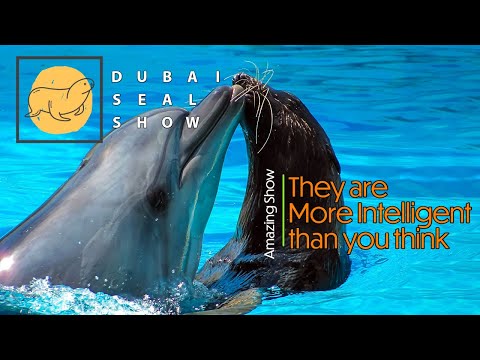 Dubai Seal Show  @ Dubai Dolphinarium | Trained Pinniped | Seals Interacting with Humans