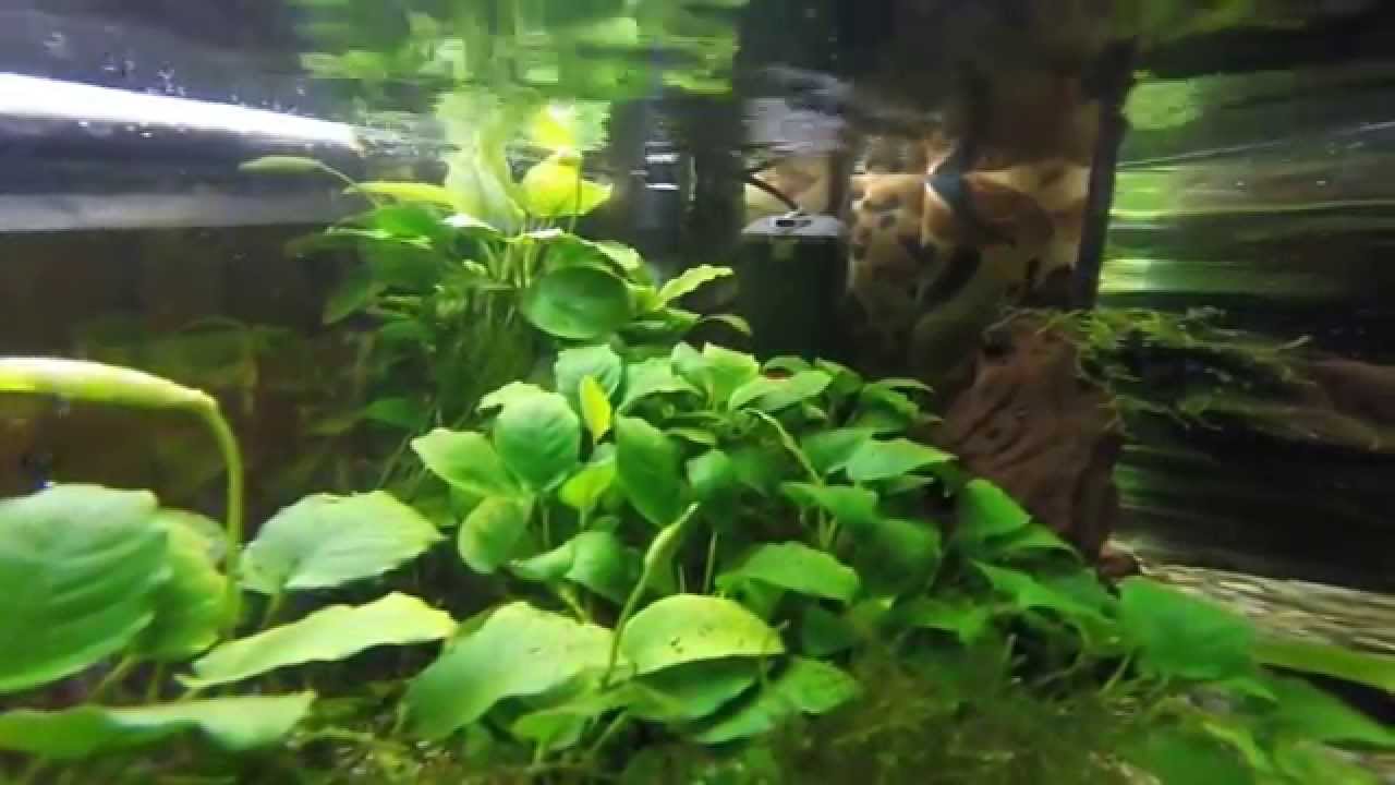 the anubias tank youtube