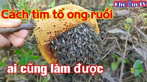 Cách tìm tổ ong ruồi ai cũng làm được | Ong Rừng HD