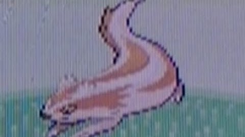 LIVE! 5th Shiny Linoone After 540 Encounters!