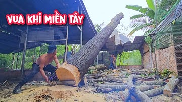 Vua Khỉ cưa hạ gốc cây Sao trong không gian chật hẹp (Phần 2/2).