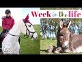 Week In The Life Barn Vlog AD | This Esme