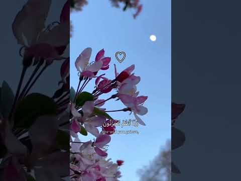 سورة الزخرف القارئ حسين العزام