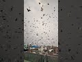 Bholu bhai ka new record 1500kabootar pigeons kabutar delhi short