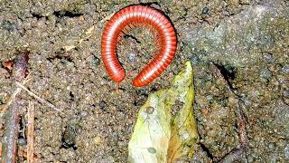 "The Substrate Architects: How Millipedes Transform Their Terrarium Ecosystem"
