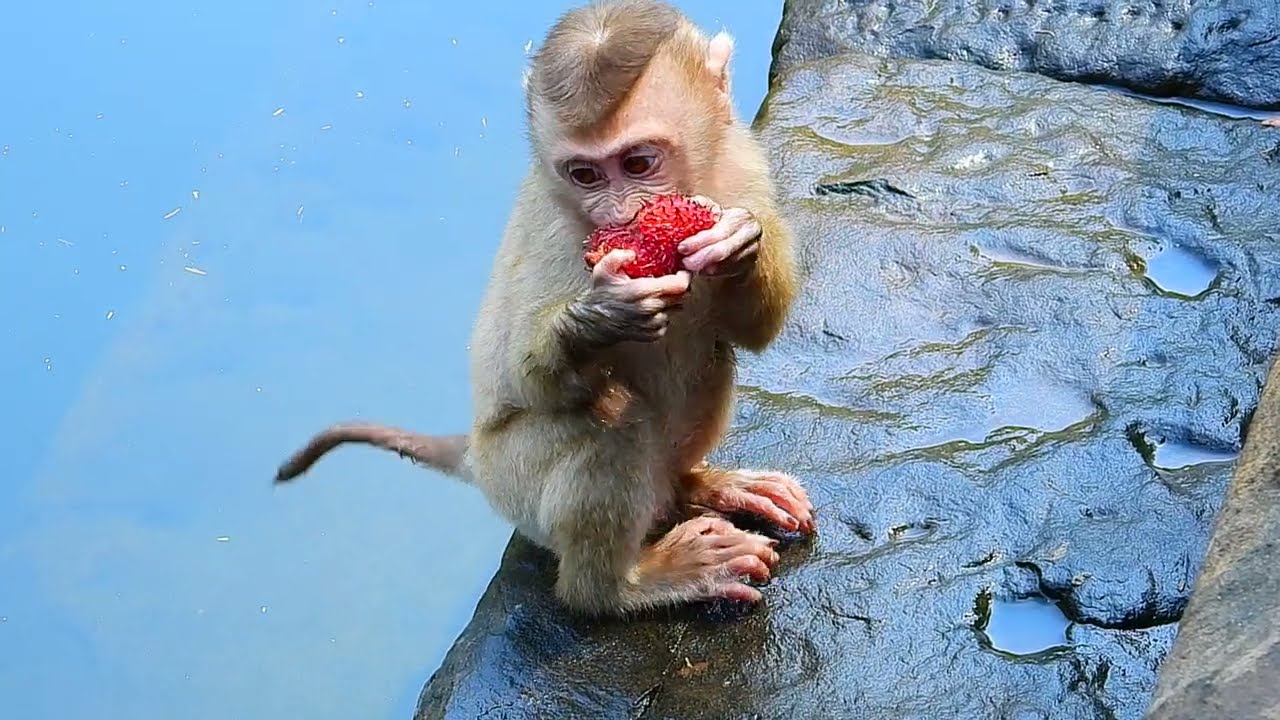 Leo relaxing time, lovely boy