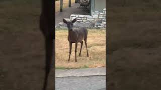 A very rare 1 in 500K melanistic whitetail deer in Point Venture TX #laketravis
