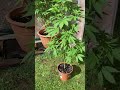 Uk garden grow 2022  masterkush by dutchpassion  starting to flower  