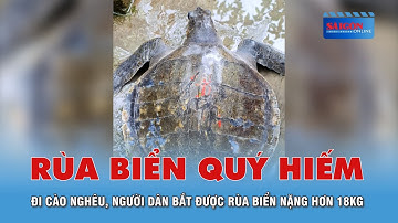 Đi cào nghêu, người dân bắt được rùa biển nặng hơn 18kg