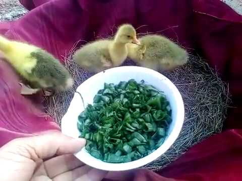 فيديو: كيفية إطعام البط في الحديقة