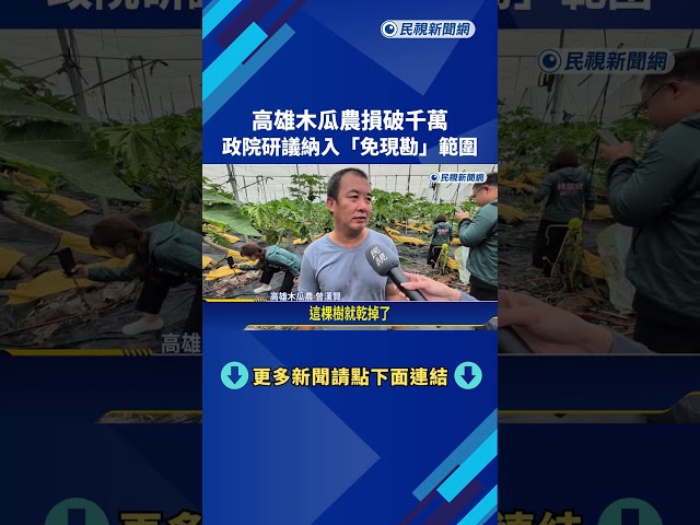 高雄木瓜農損破千萬! 政院研議納入"免現勘"範圍－民視新聞