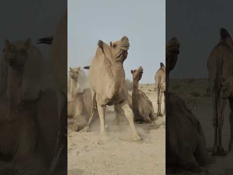 فجأة وقف الجمل وهو جالس بشكل مريح على الرمال وكأنه سمع شيئا    