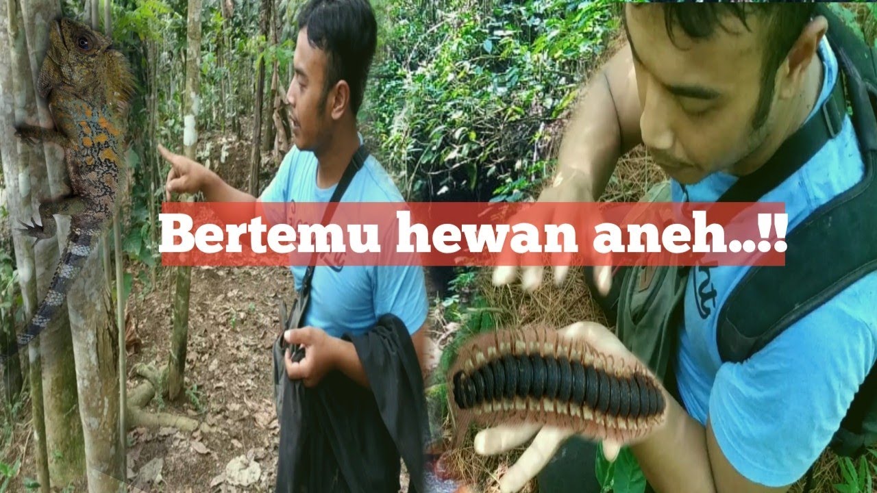 Menemukan hewan  aneh mirip alien YouTube