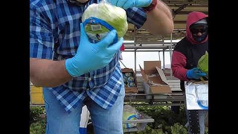 How Iceberg Lettuce is Harvested