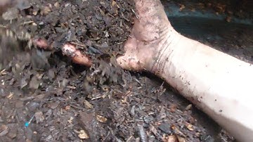 Pre-composting material for wormeries