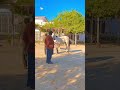 #trendingshorts #animals #villagelife #horsetrack#foryou#