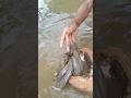 Traditional Hand Fishing Method (Real Catch) 🎣