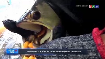 Mô hình nuôi cá rồng ấp trứng trong miệng đầy sáng tạo | LONG AN TV