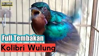 MOST LOOKED MASTERS! KOLIBRI WULUNG FULL SPICY SHOT