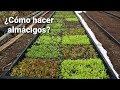 Cómo sembrar y trasplantar tu huerta || #almacigos #huerto