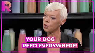 Manager Shops Online While Dog Urinates On Floor | Tabatha Takes Over