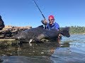 PESCANDO JAU GIGANTE DESEMBARCADO EM MENOS DE 3 MINUTOS.