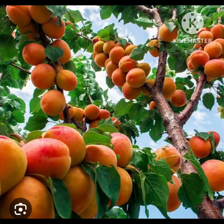 common-name-of-apricot-botanical-name-and-family-name-of-apricot