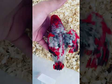 Black-winged lory BaBy / local breed 🇦🇪 rare and cute 🥰 subscribe 🔔