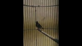 cuit cuit konin trotol untuk pancingan