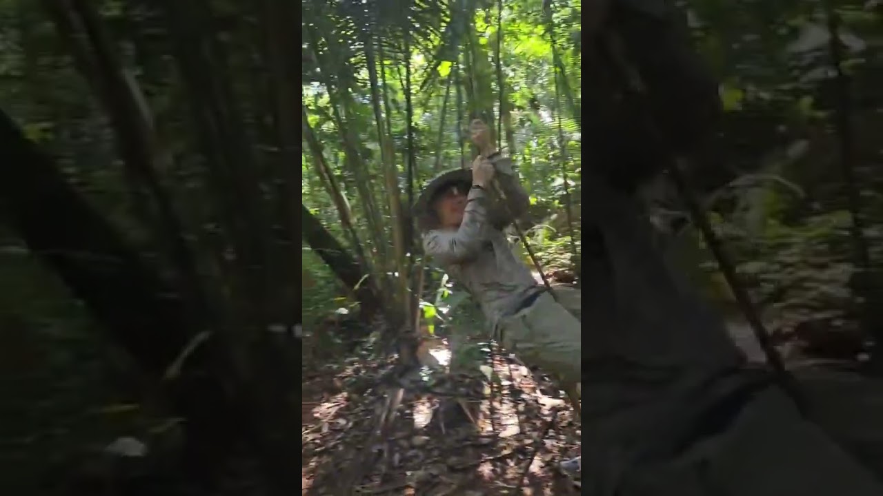 Milo Bass Rush is in the Jungle