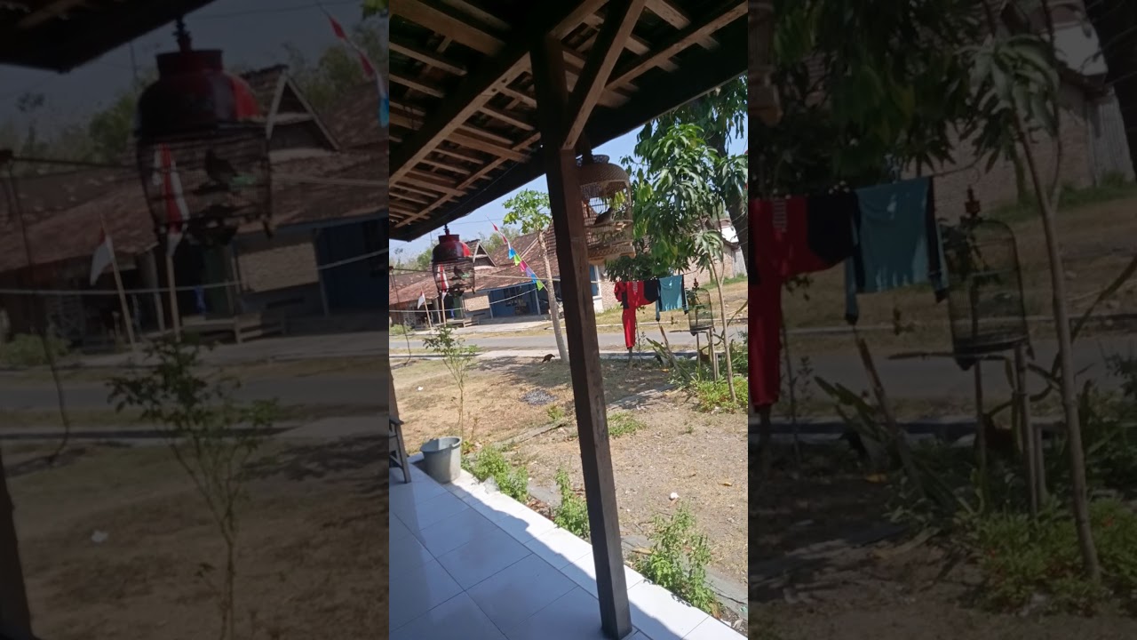 Suara burung perkutut lokal 