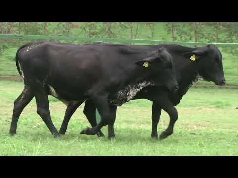 LOTE 184   FAZENDA SANTA LUZIA