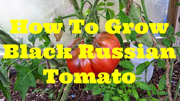 Jak velká rajčata Black Russian dorůstají?