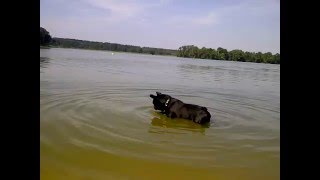 Blanky French Bulldog Exploring The Lake by Piotr Nowak 3,396 views 8 years ago 49 seconds
