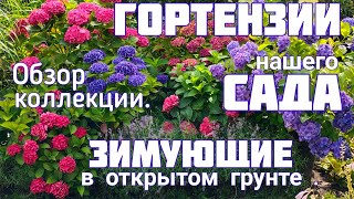 Цветение ГОРТЕНЗИЙ. Лучшие СОРТА для ОТКРЫТОГО грунта.Наш ПРЕКРАСНЫЙ САД. Обзор-прогулка 5 августа.