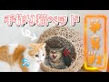 猫たちのために丸型ベッドを作ったら争奪戦になってしまった。