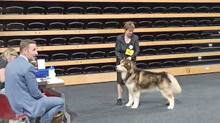 Alaskan Malamute Dog Show  CACIB Oldenburg 2023