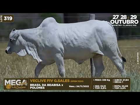 LOTE 319   MFBN 11224